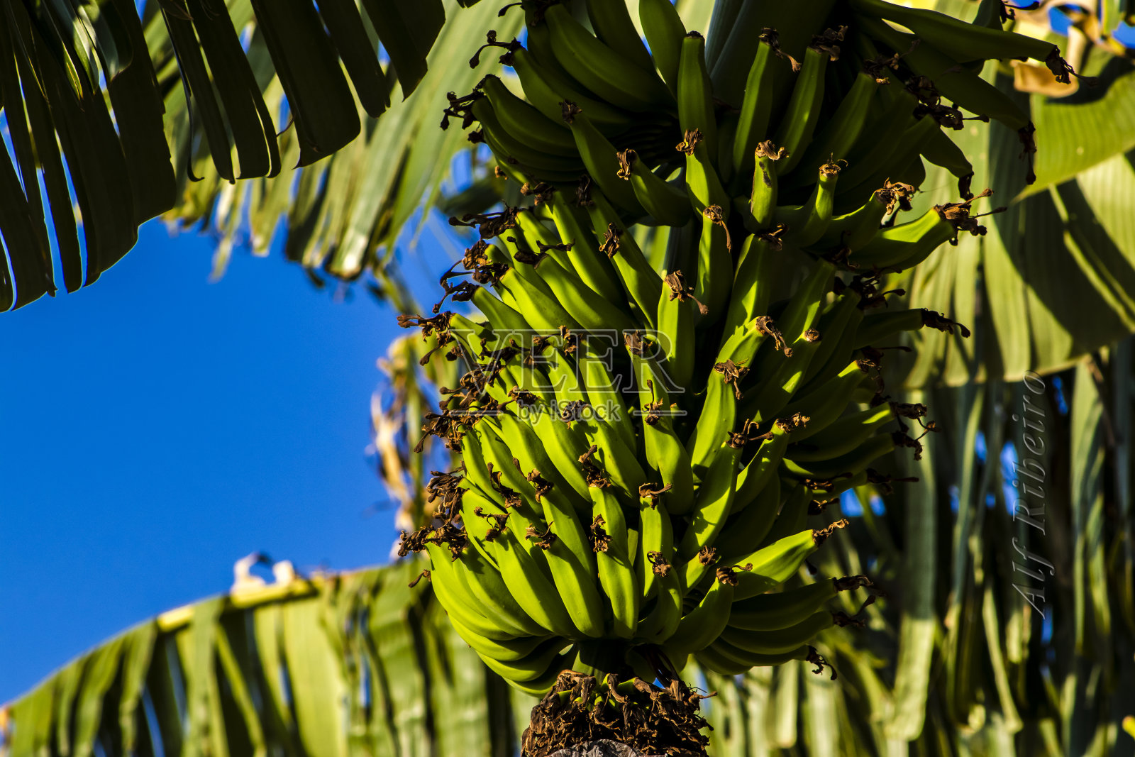 一串串的香蕉在一个生态种植园的视图照片摄影图片