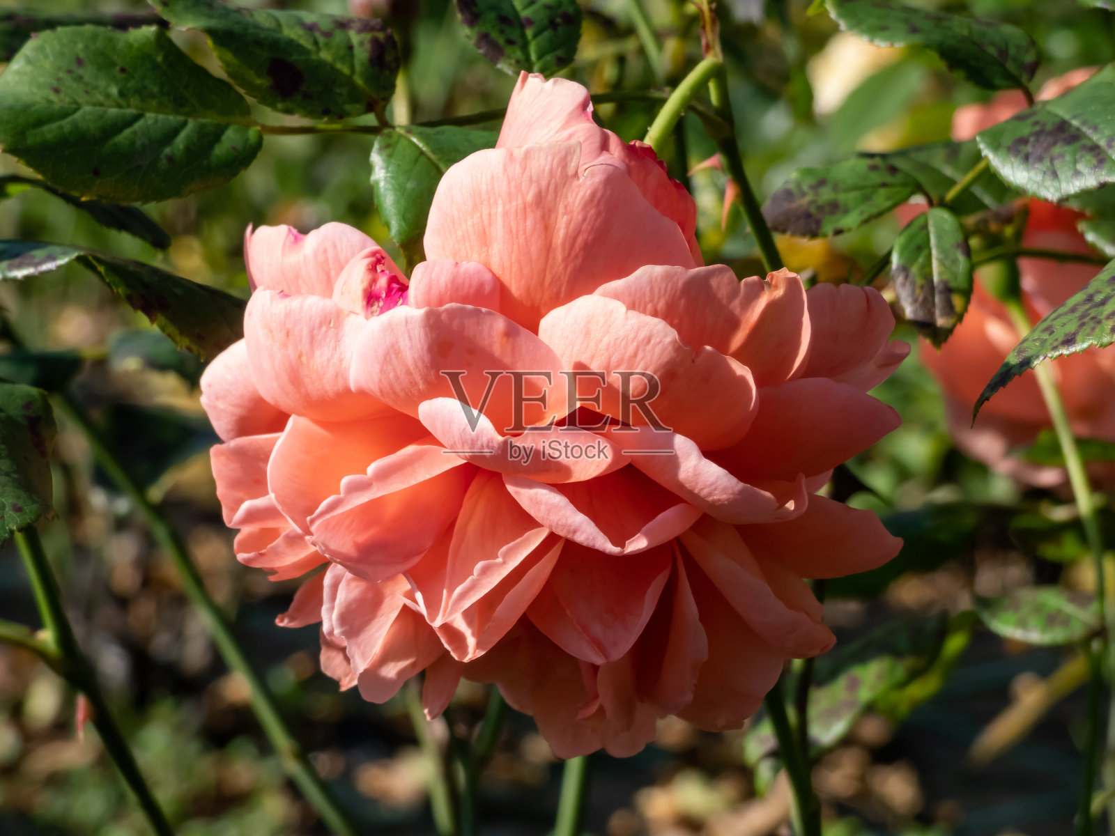 英国灌木蔷薇(由大卫·奥斯汀培育)“夏日之歌”玫瑰，开花时鲜艳的花朵呈不寻常的橙红色，在夏天开放到完整的中杯状照片摄影图片