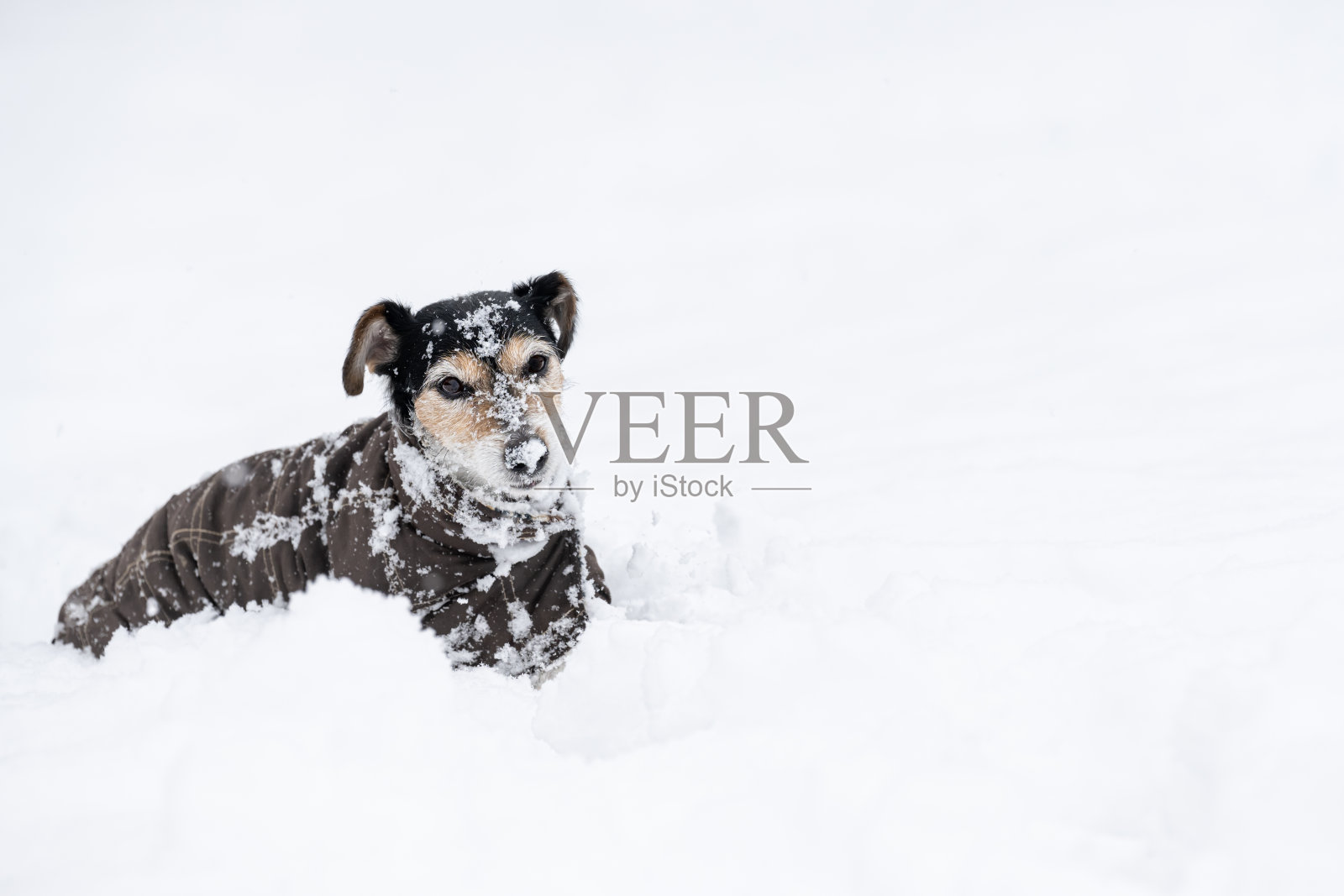 悲伤的老杰克罗素梗狗，12岁，在白色的冬天里穿着保护性的衣服。照片摄影图片