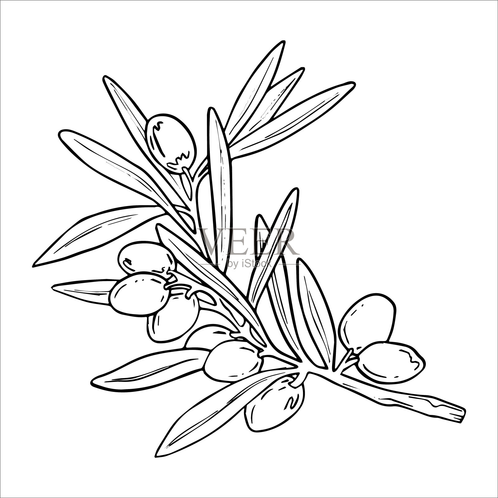 手绘图形，矢量，成熟的橄榄，橄榄枝和树叶。有机食品。包装与纸张、产品的设计元素分离。插画图片素材