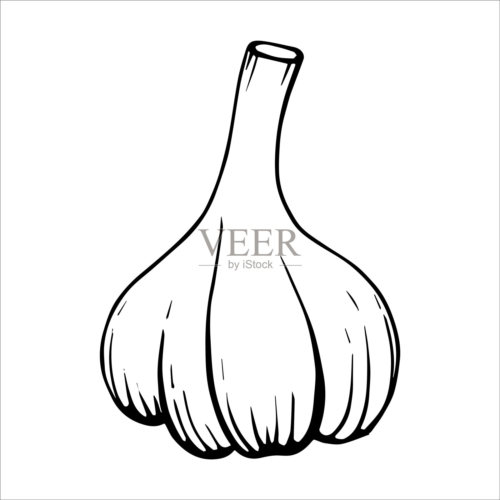 新鲜的有机蒜瓣和灯泡，矢量插图，涂鸦和图形，辣蒜瓣素描。产品设计元素，卡片，包装，织物和商品。插画图片素材