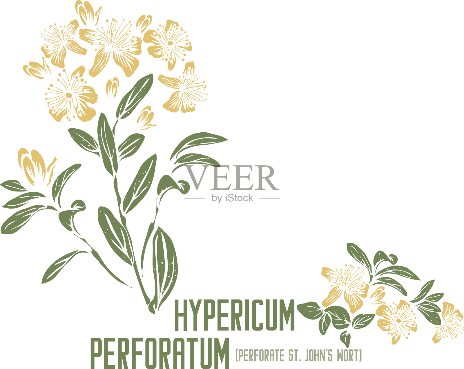 贯叶连翘剪影在彩色图像矢量插图插画图片素材