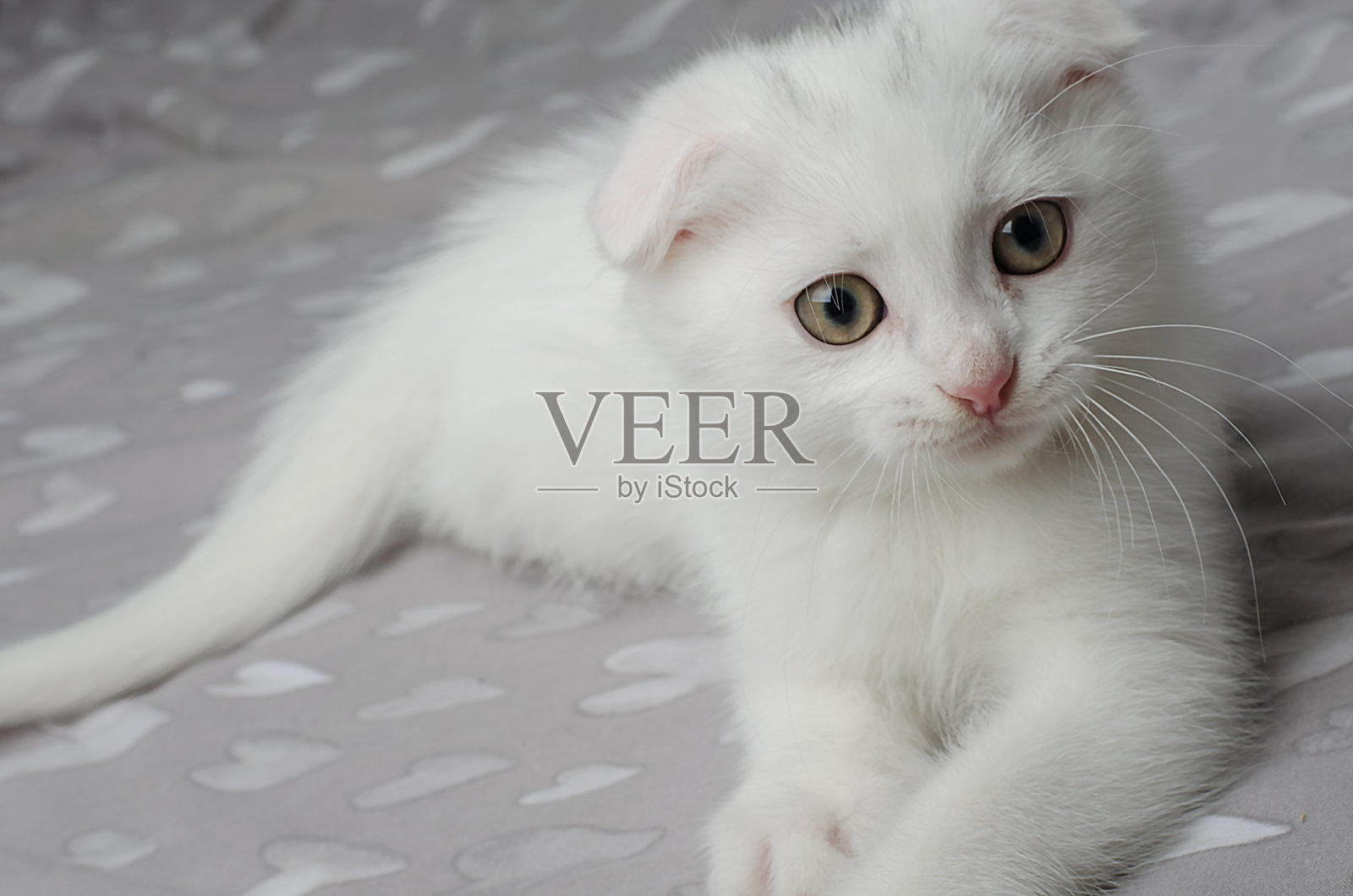 可爱的白色苏格兰折耳小猫照片摄影图片
