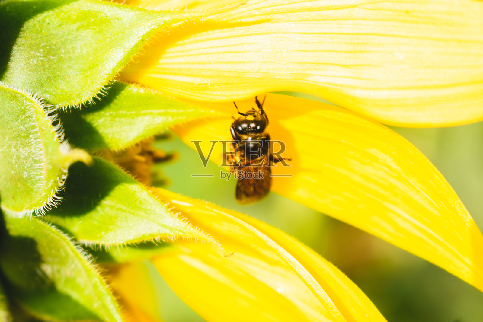 花园里向日葵上的蜜蜂，用浅景深拍摄的微距照片。照片摄影图片