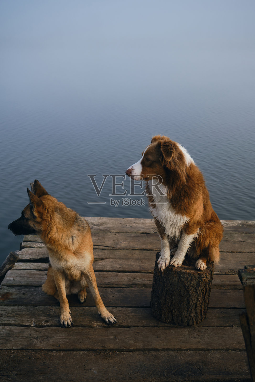 在一个雾蒙蒙的秋日早晨，两条美丽的纯种狗坐在湖边或河边的木码头上。德国和澳大利亚牧羊犬旅行者。和宠物一起旅行和冒险。和平的景观。俯视图照片摄影图片
