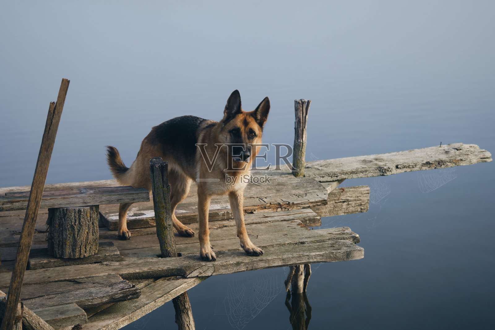 美丽的纯种狗站在木码头上，在一个雾蒙蒙的秋日早晨，俯瞰着湖泊或河流。一只德国牧羊犬站在桥边。宁静的风景和宠物。照片摄影图片