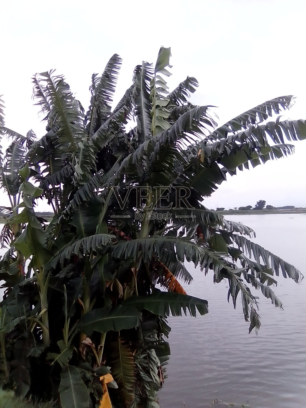 江边地区的乡村景观有香蕉植物和广阔的天空照片摄影图片