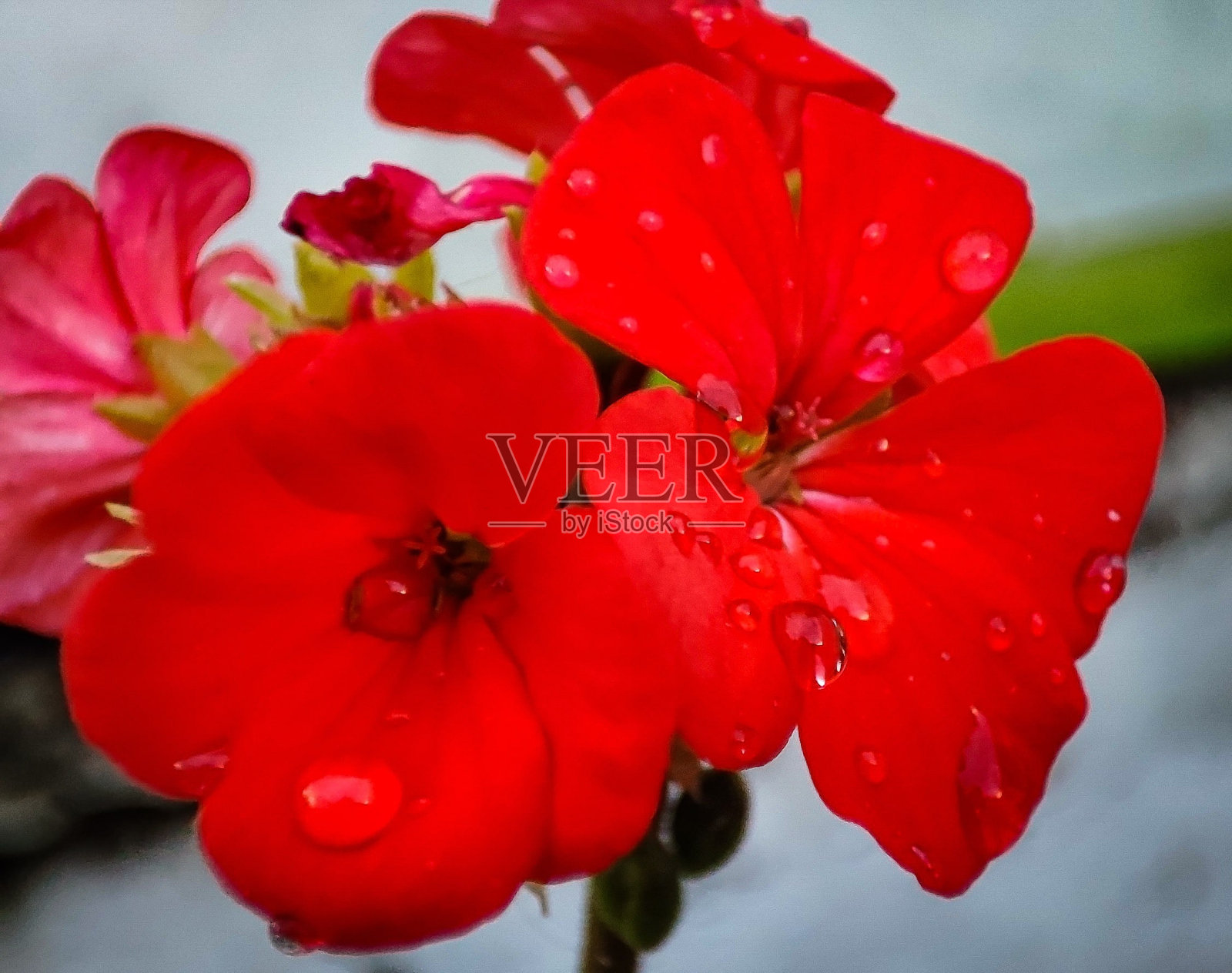 花红色照片摄影图片