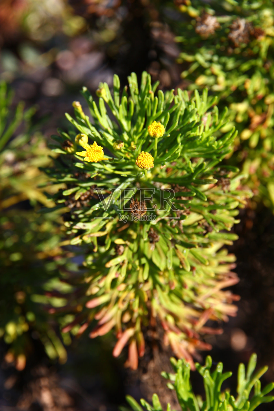 也门索科特拉岛印度洋上的植物照片摄影图片