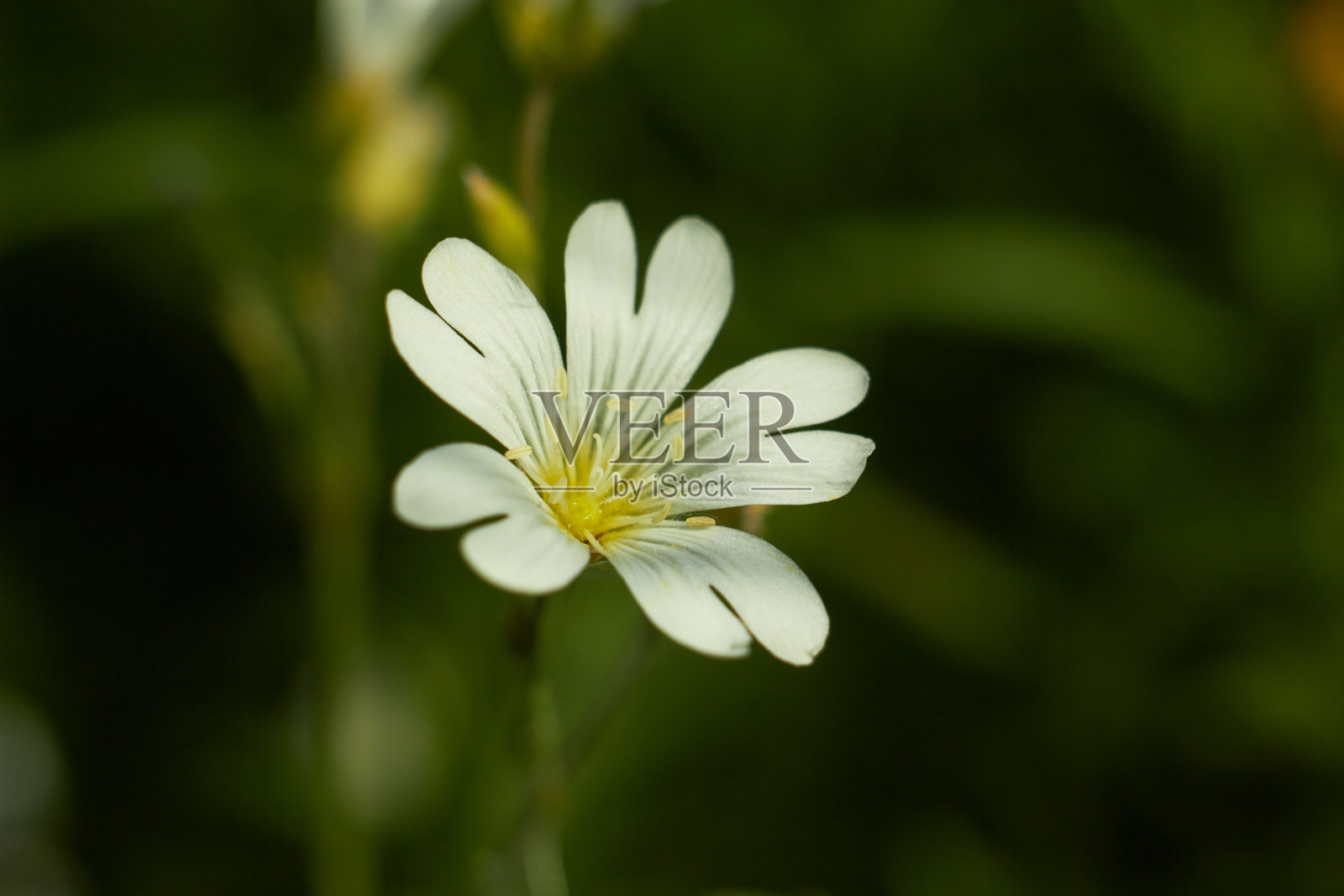 田繁草(Cerastium arvense)。草地上盛开着白色的野花。照片摄影图片