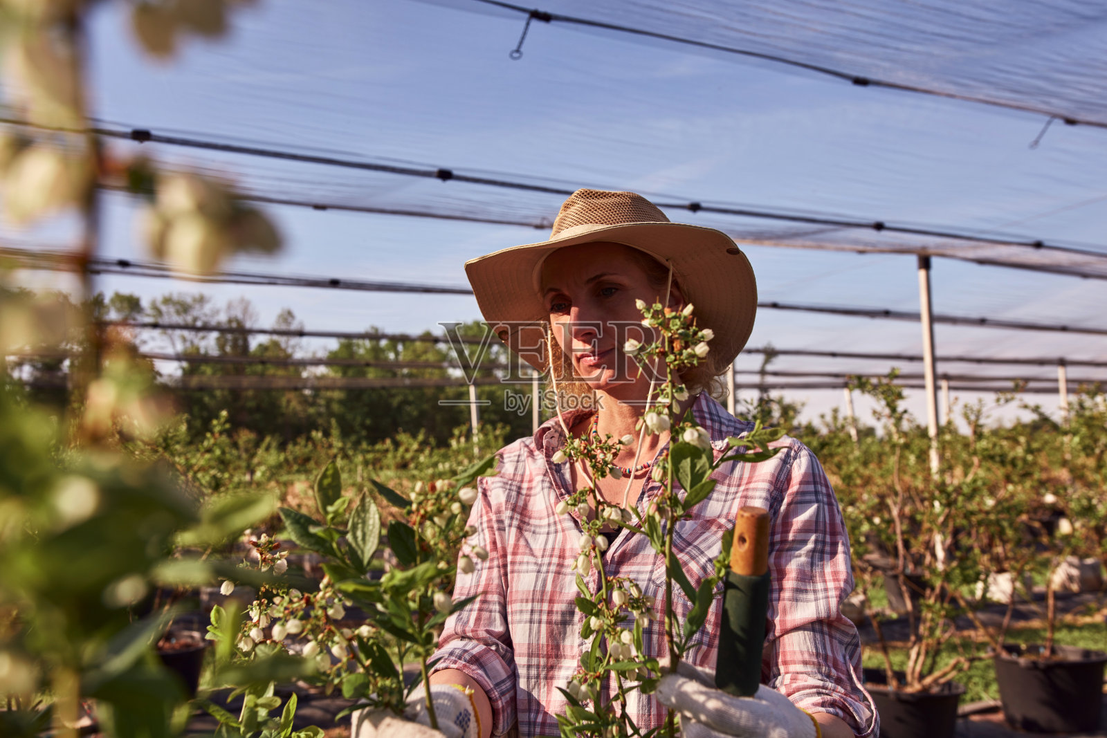 一位戴着帽子的女园丁仔细地检查着一株植物发芽的枝条，这预示着蓝莓有机农场春天的开始。照片摄影图片