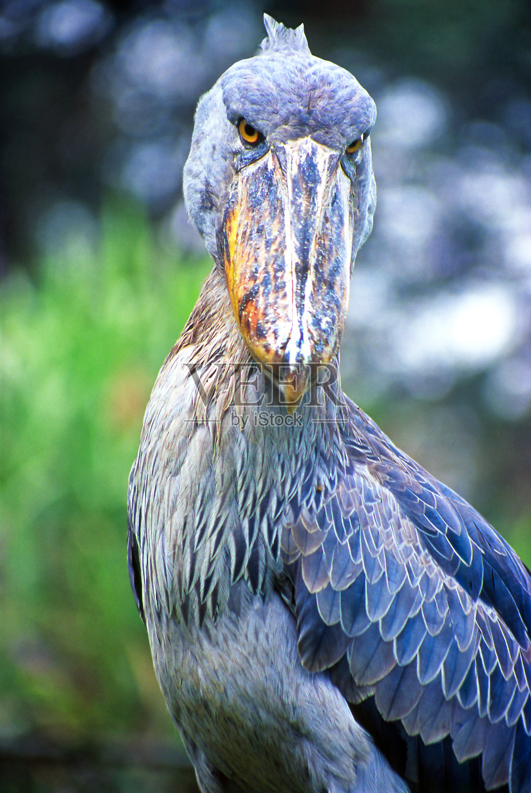 Shoebill (Shoebill鹳)肖像，乌干达，非洲照片摄影图片