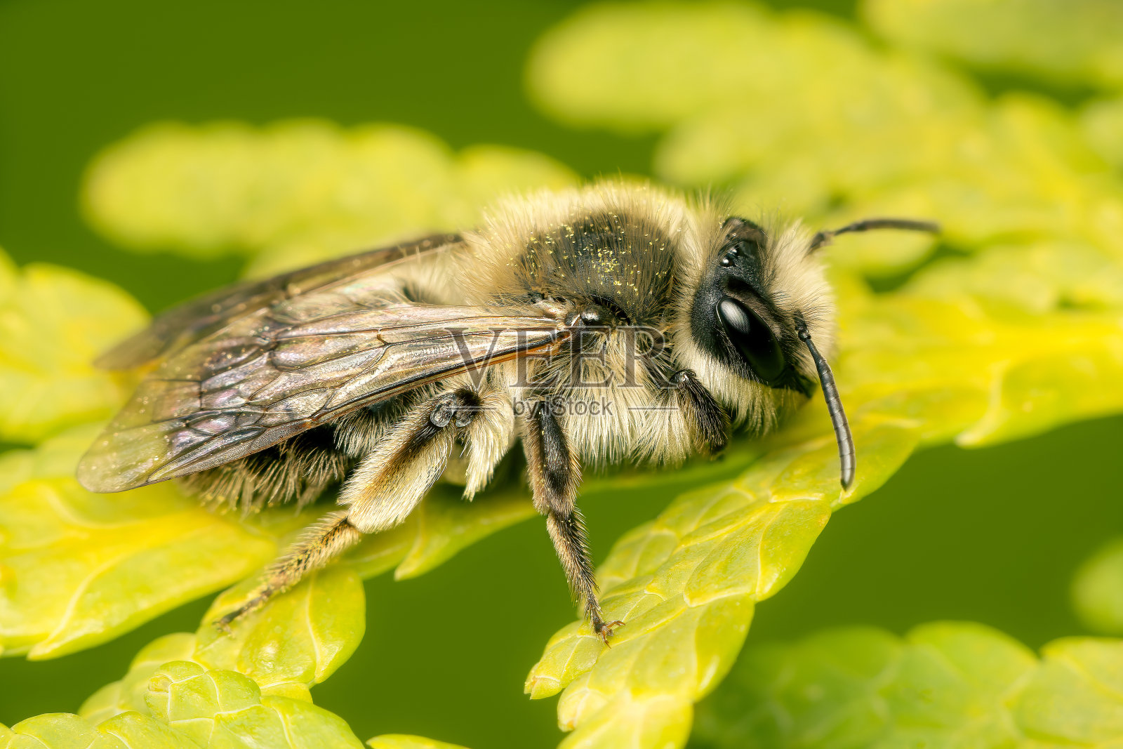 一个早春的早晨，小蜜蜂安德烈娜在一棵雪松树上休息照片摄影图片
