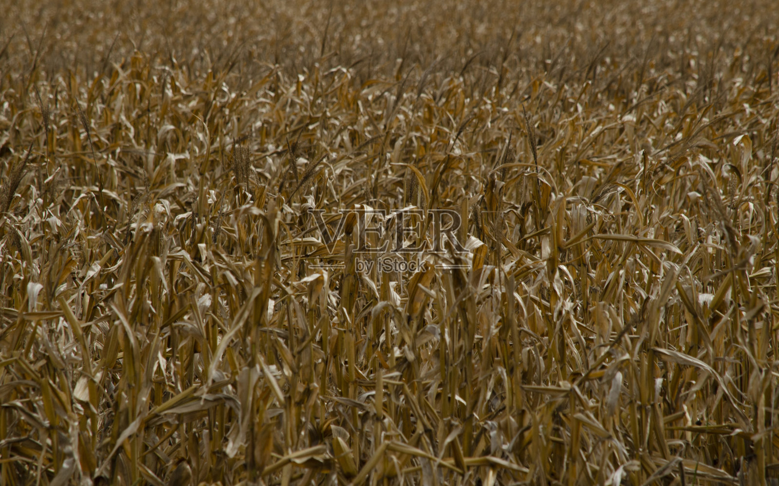 玉米种植、农业工业场照片摄影图片