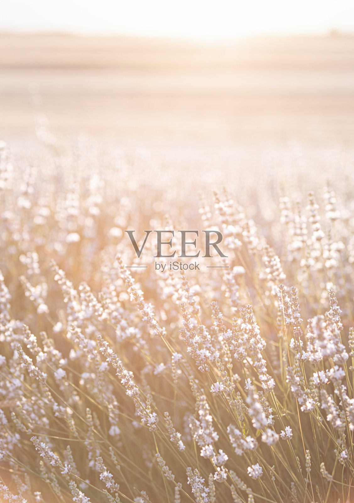 夕阳落在法国普罗旺斯的一片白色薰衣草地里。照片摄影图片