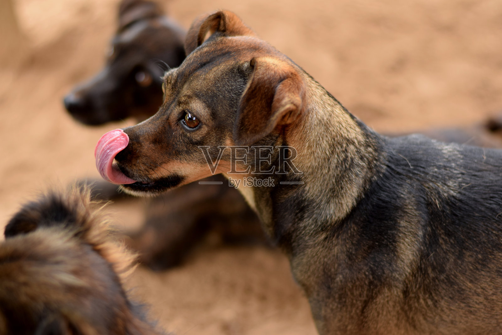 美丽的动物照片摄影图片