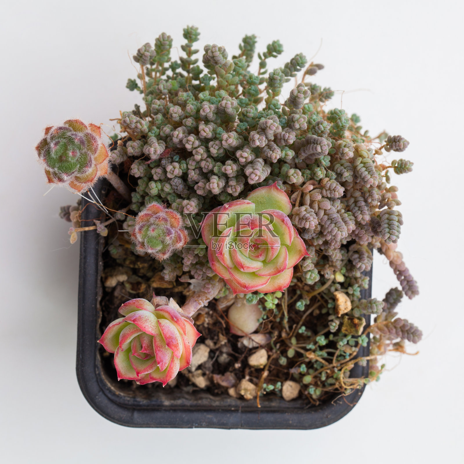 白色背景上的多肉室内植物照片摄影图片