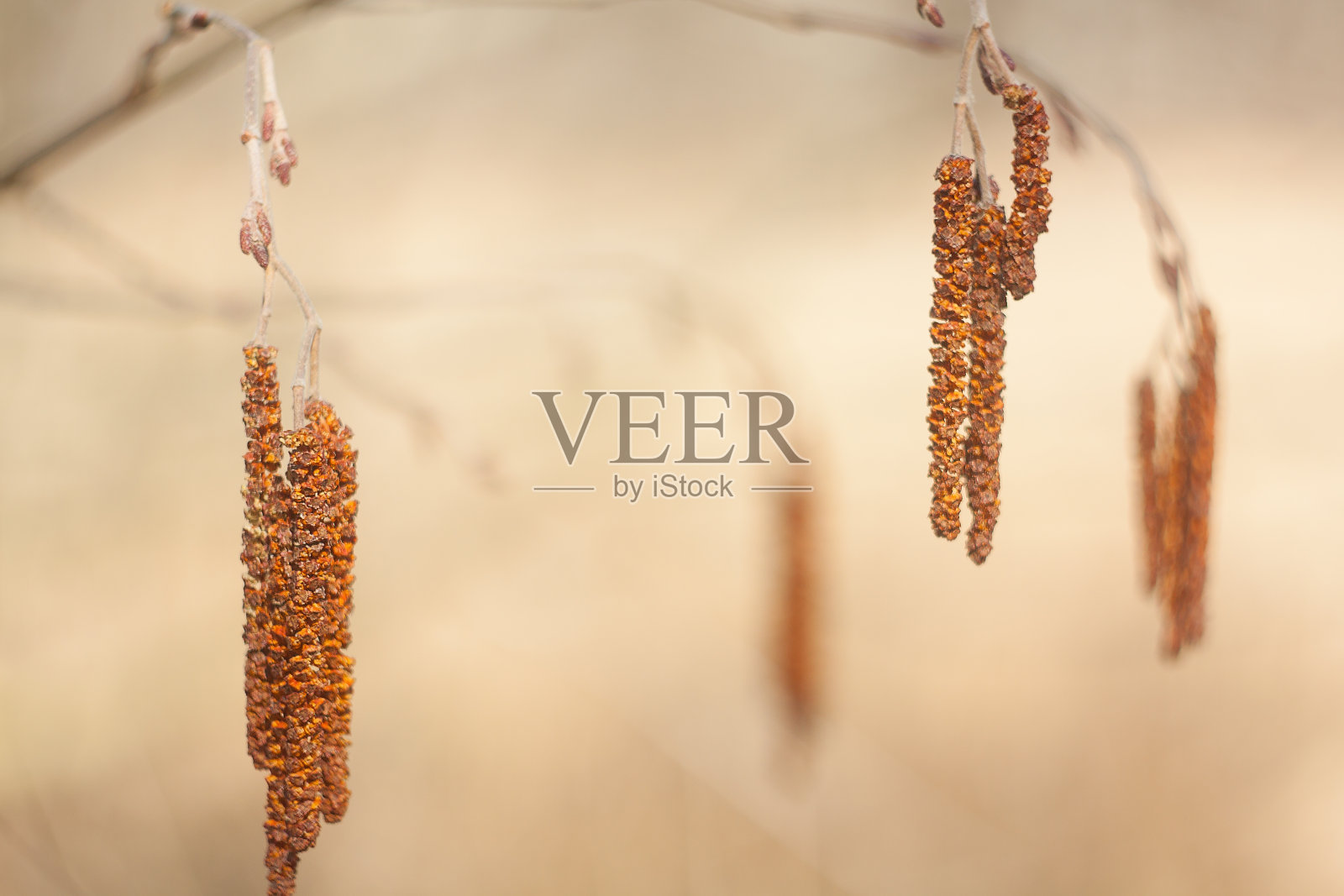 桤树开花了照片摄影图片