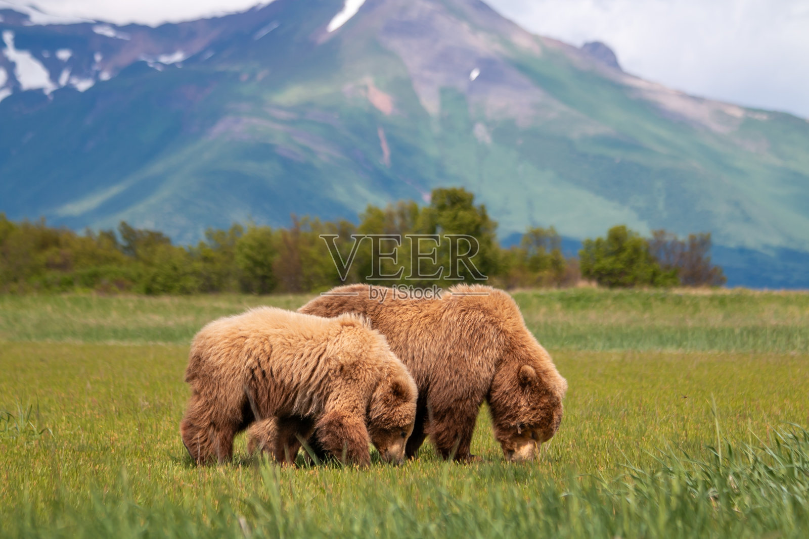 灰熊的家庭照片摄影图片