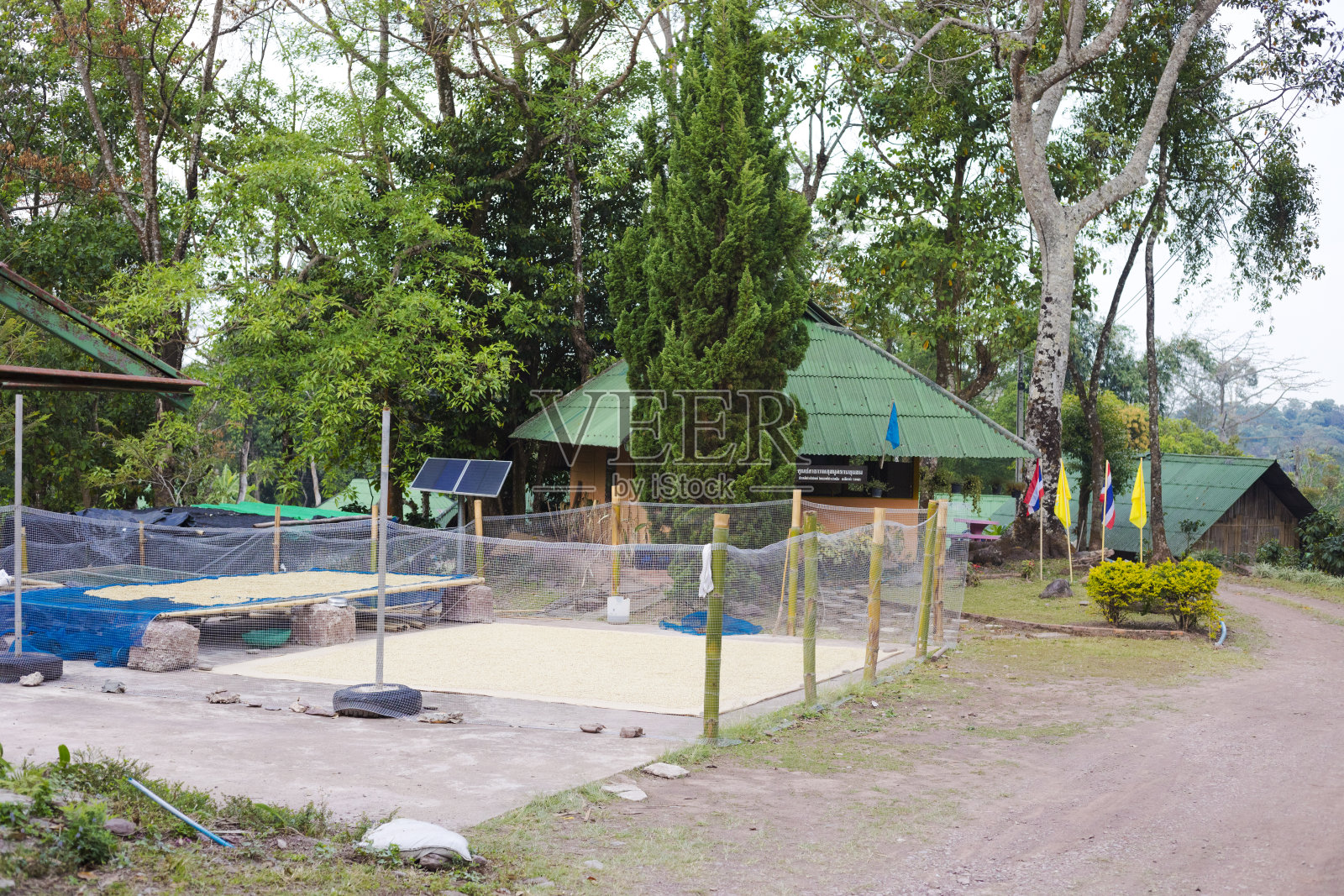 清洗后的泰国咖啡豆在农场晒干照片摄影图片