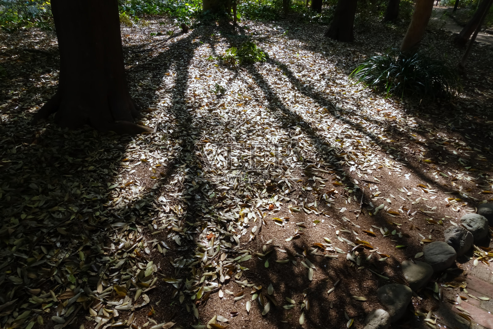 阳光透过树木照射进来的公园照片摄影图片
