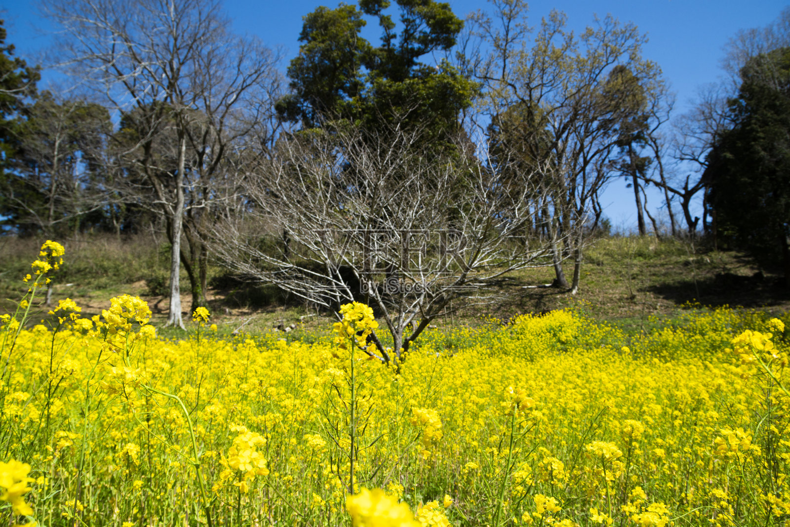 油菜花田照片摄影图片