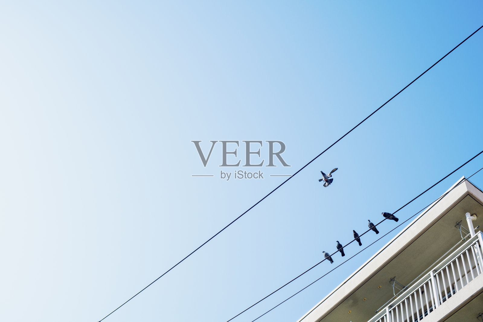 电线和鸽子。照片摄影图片