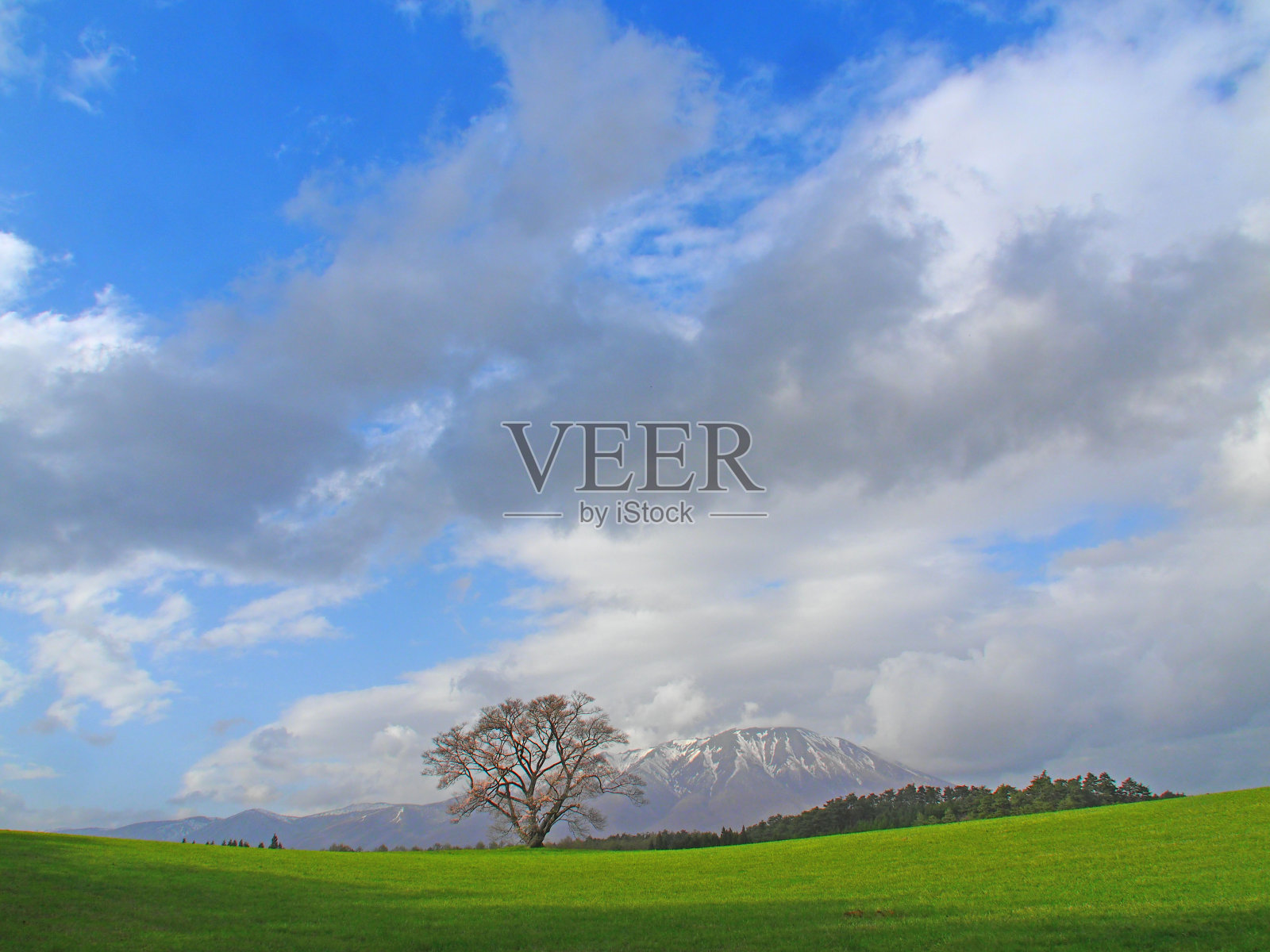 2024年4月17日岩手县Koiwai农场的一棵樱桃树照片摄影图片