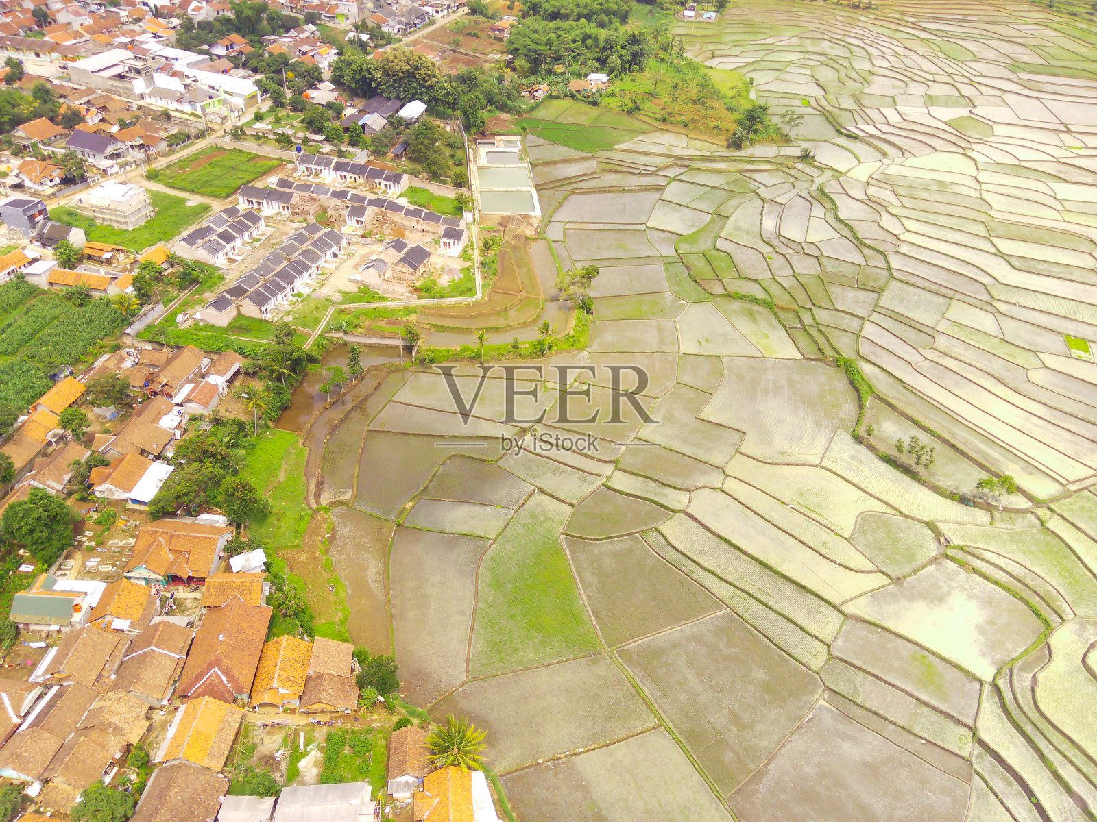 这个村庄被大片稻田包围的航拍照片照片摄影图片