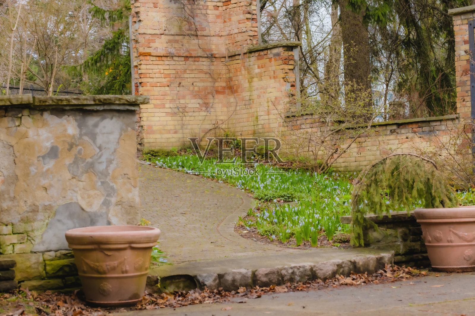 风信子(风信子属)照片摄影图片