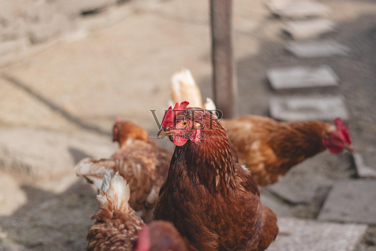 在自由放养的院子里跑来跑去的褐色和白色羽毛的家鸡。有机鸡。土生土长的鸡蛋。有趣的表情照片摄影图片