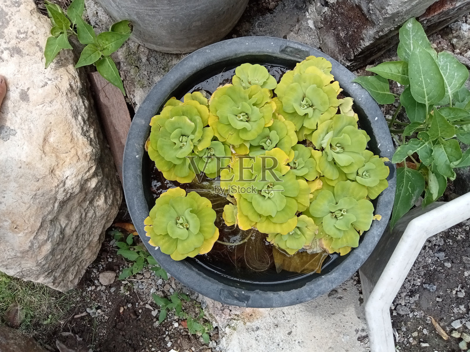 绿水植物照片摄影图片