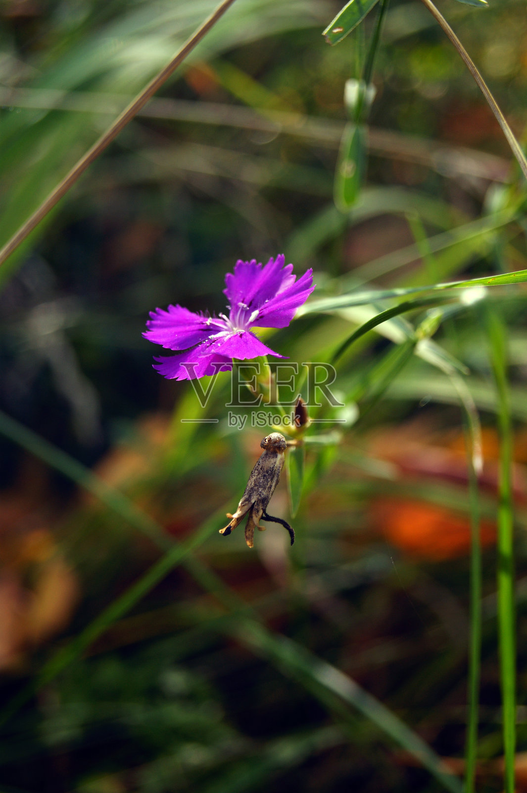 明亮的紫色石竹特写，石竹照片摄影图片