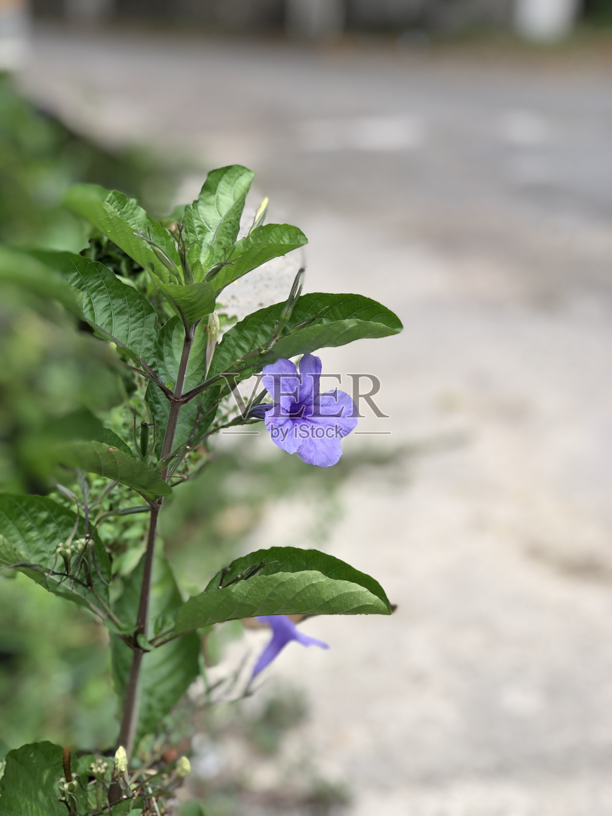 利特尔花照片摄影图片