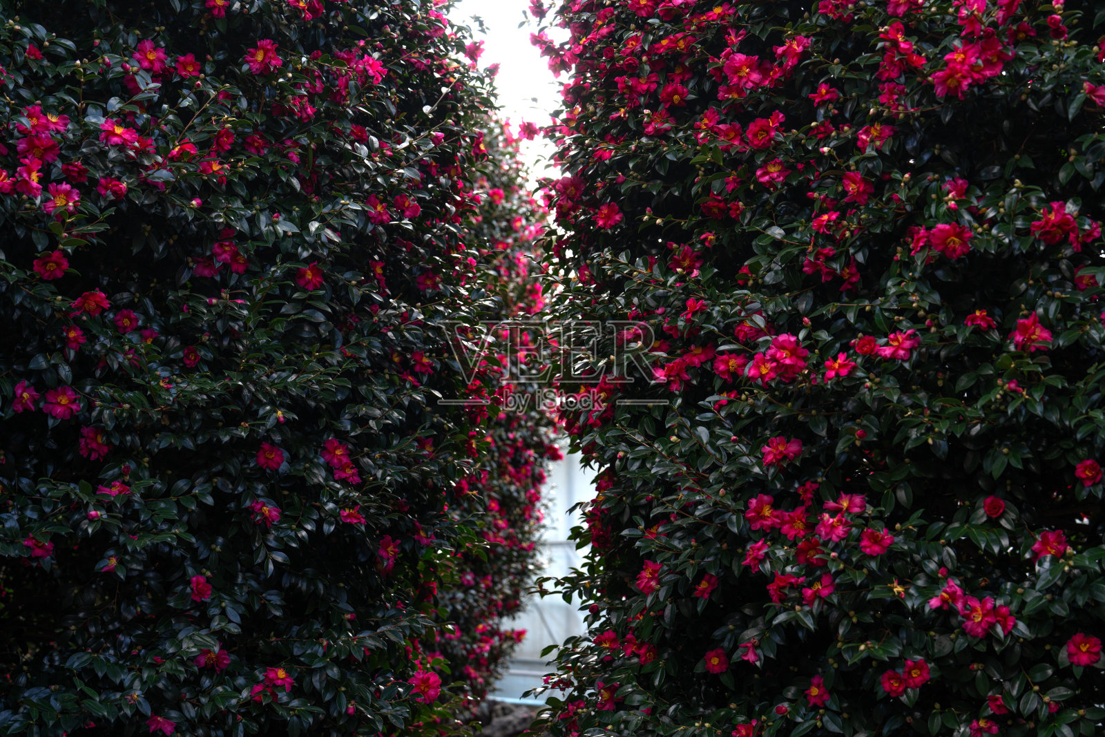 山茶花的景色照片摄影图片