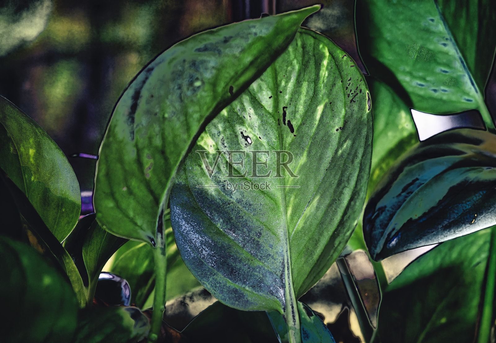 室内植物的抽象再现照片摄影图片