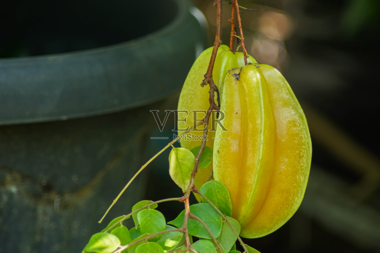成熟的杨桃照片摄影图片