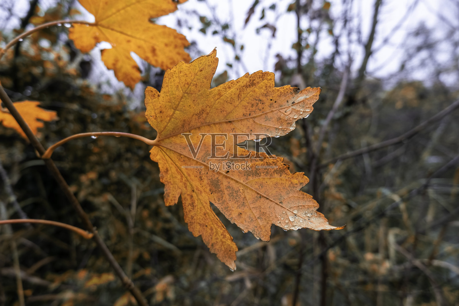 黄树叶照片摄影图片