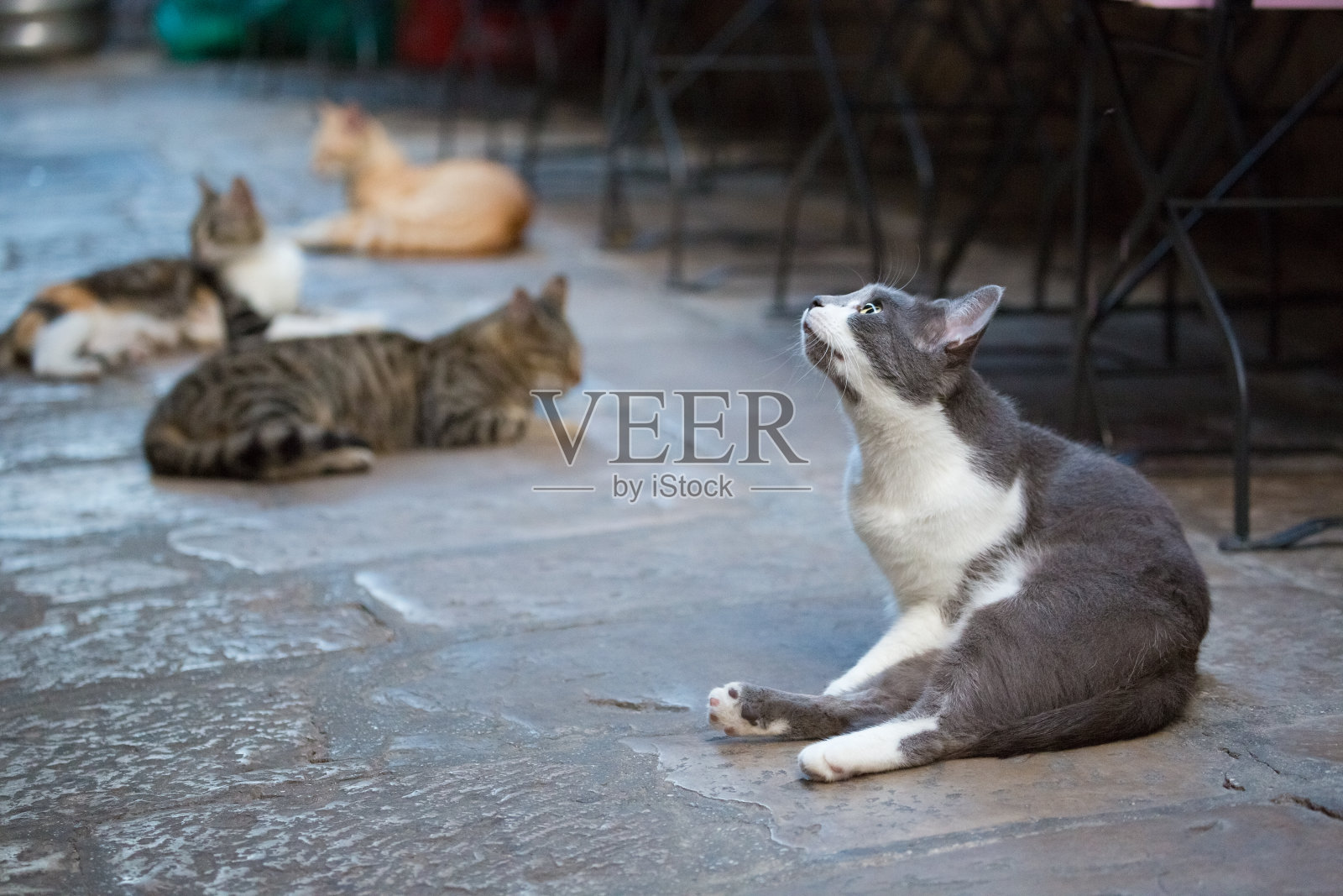 克罗地亚，杜布罗夫尼克老城，四只猫在铺路石上休息。照片摄影图片