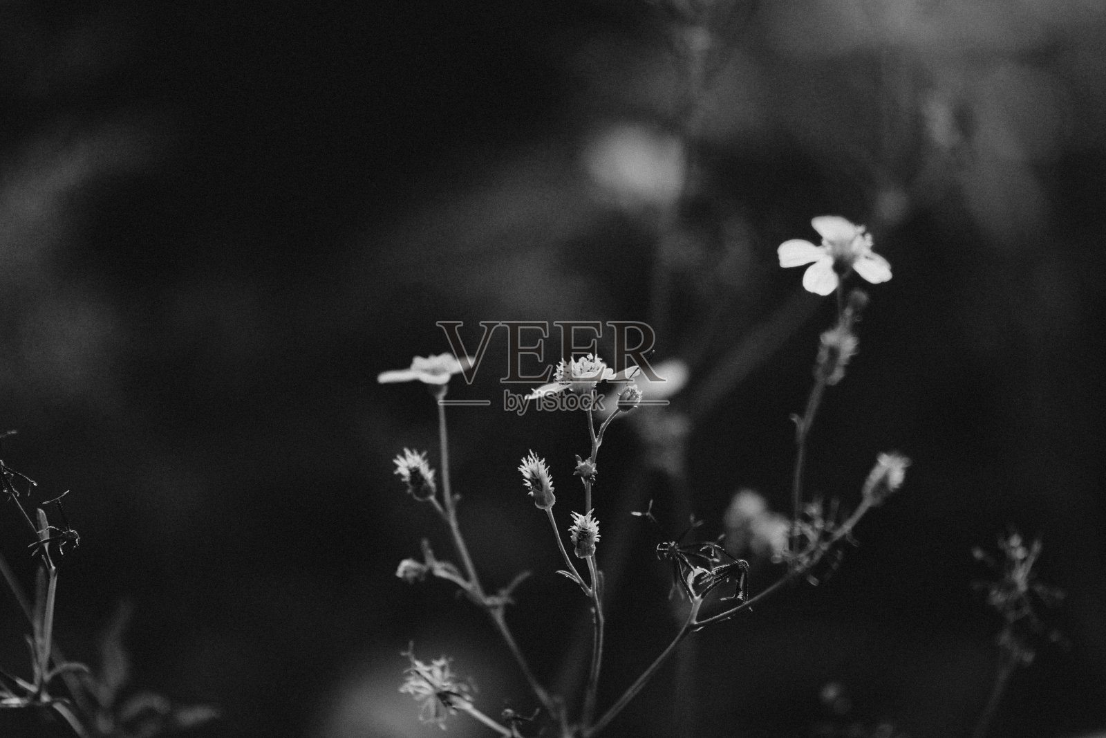 大城市的自然照片摄影图片