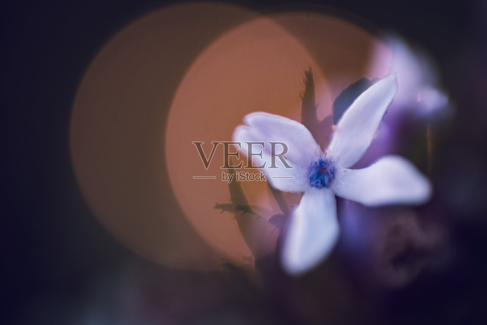 野生马鞭草，或马鞭草，原产于非洲照片摄影图片