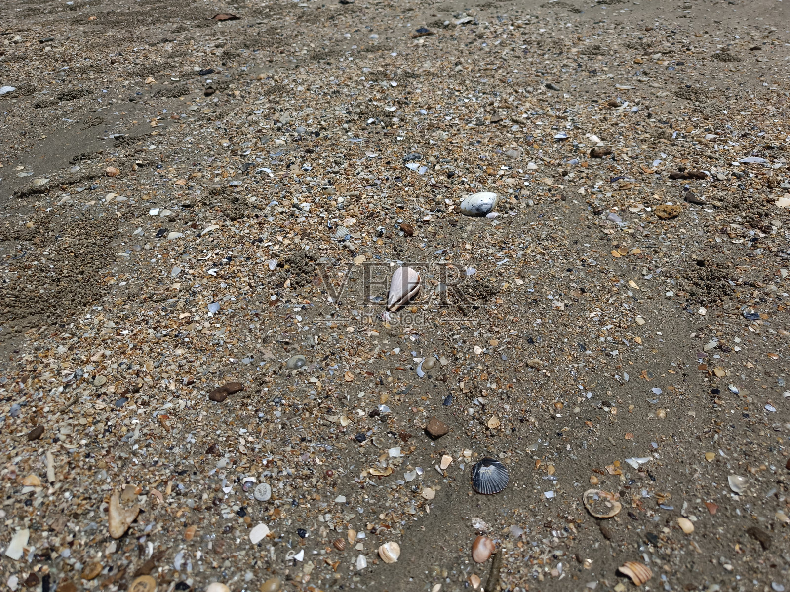 印度尼西亚沿海海域的死海贝。婆罗洲岛，海洋热带海滩。照片摄影图片