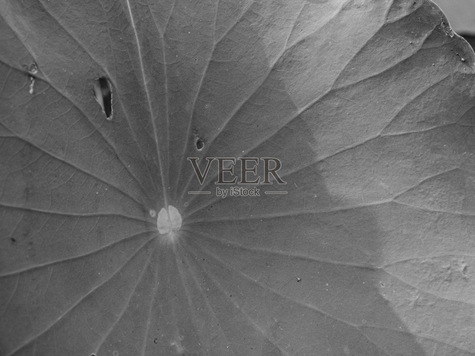 大自然中的莲花照片摄影图片