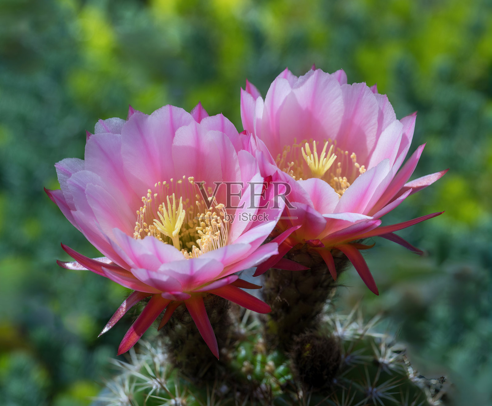 盛开的红火炬仙人掌。照片摄影图片