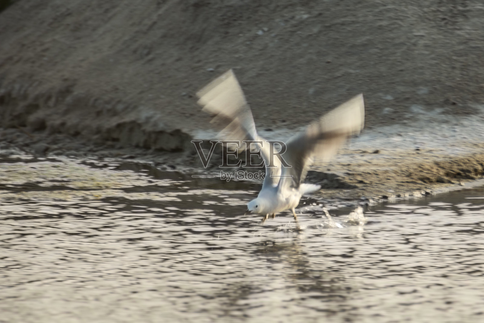 白鹭在海岸线捕猎和捕鱼照片摄影图片