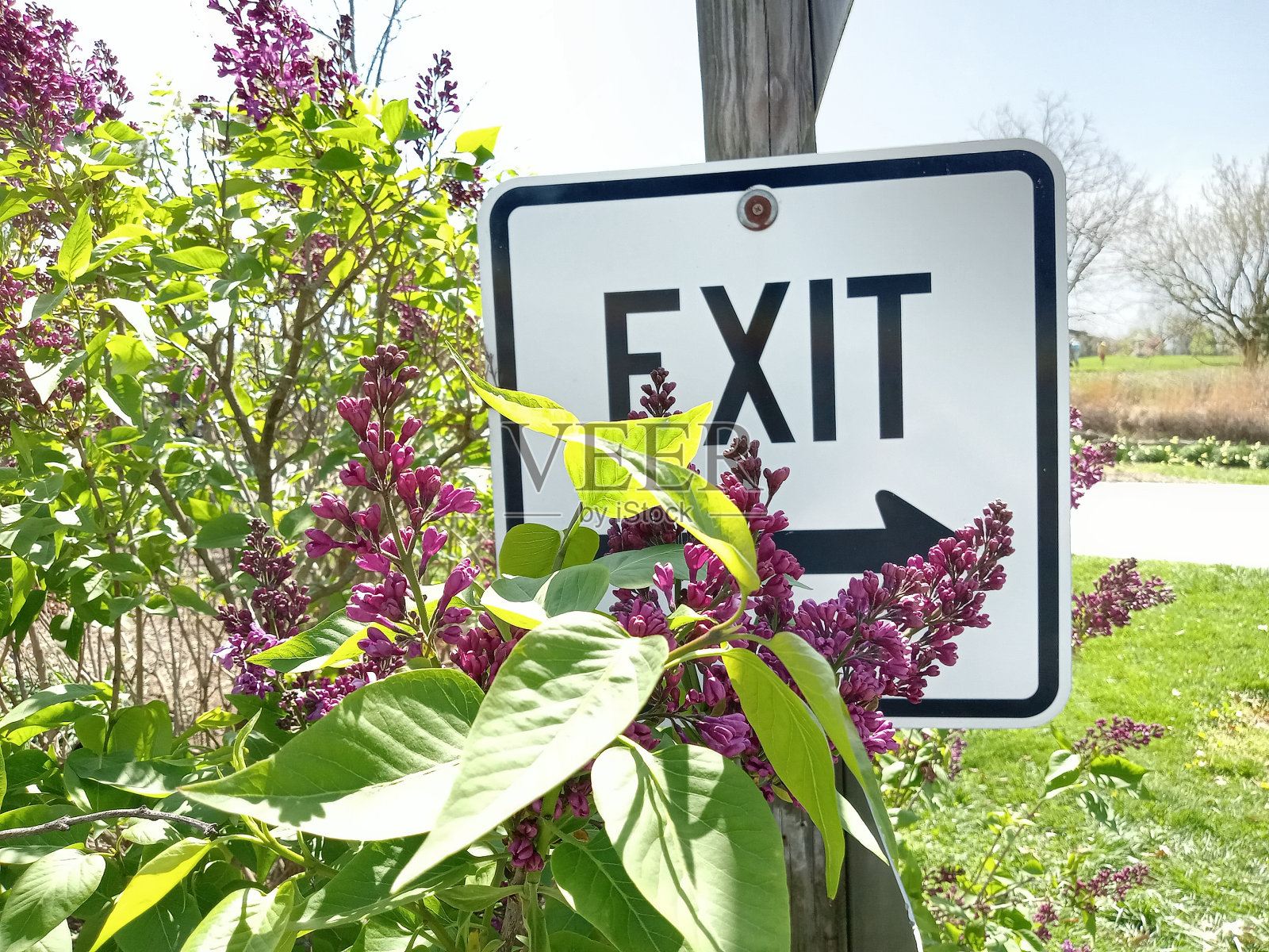 鲜花和招牌照片摄影图片