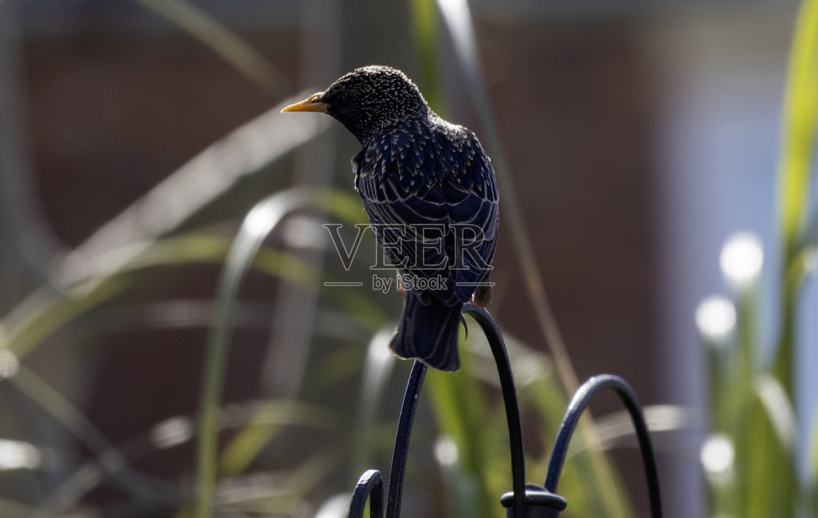 燕八哥照片摄影图片