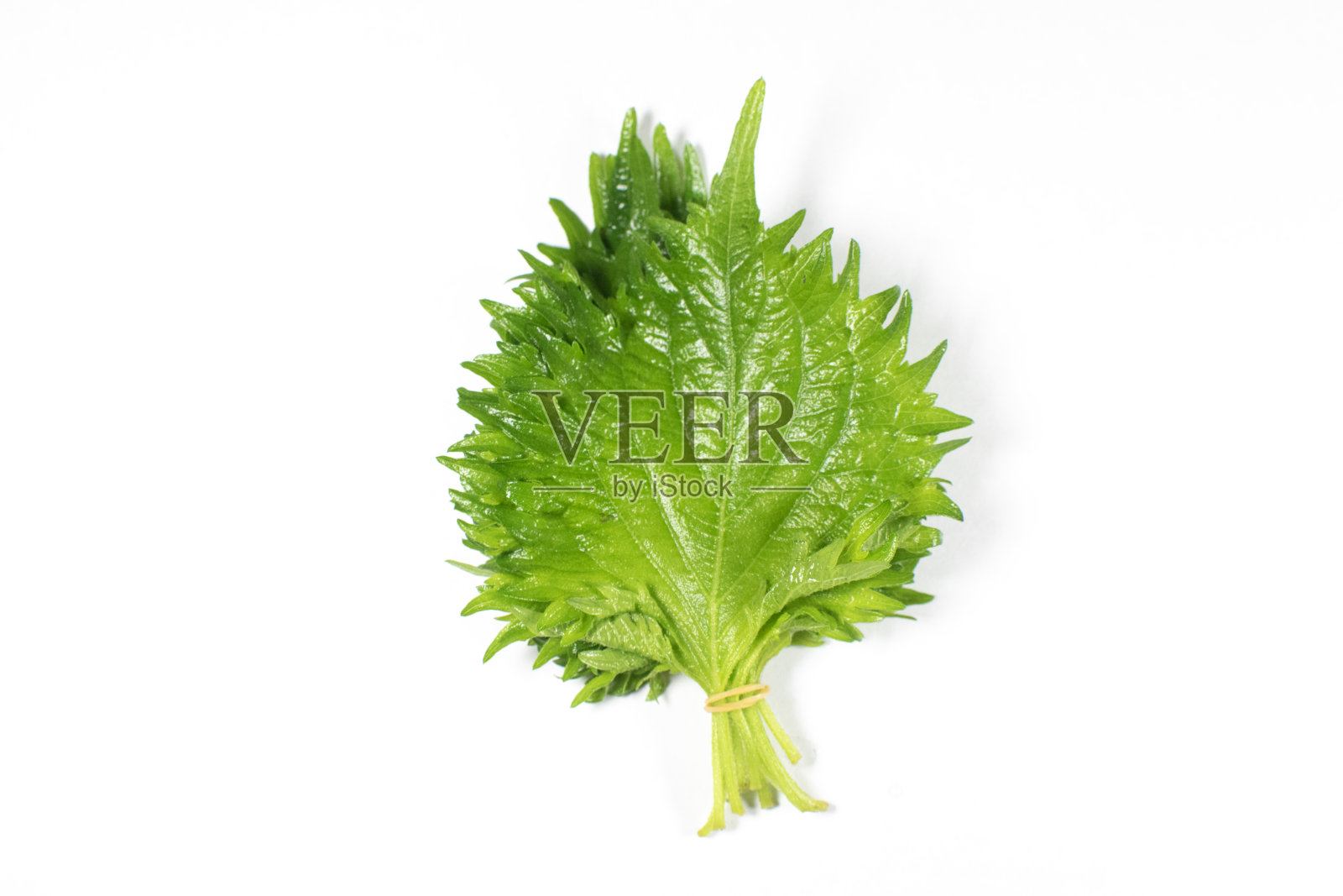 紫苏以白色为背景拍摄照片摄影图片