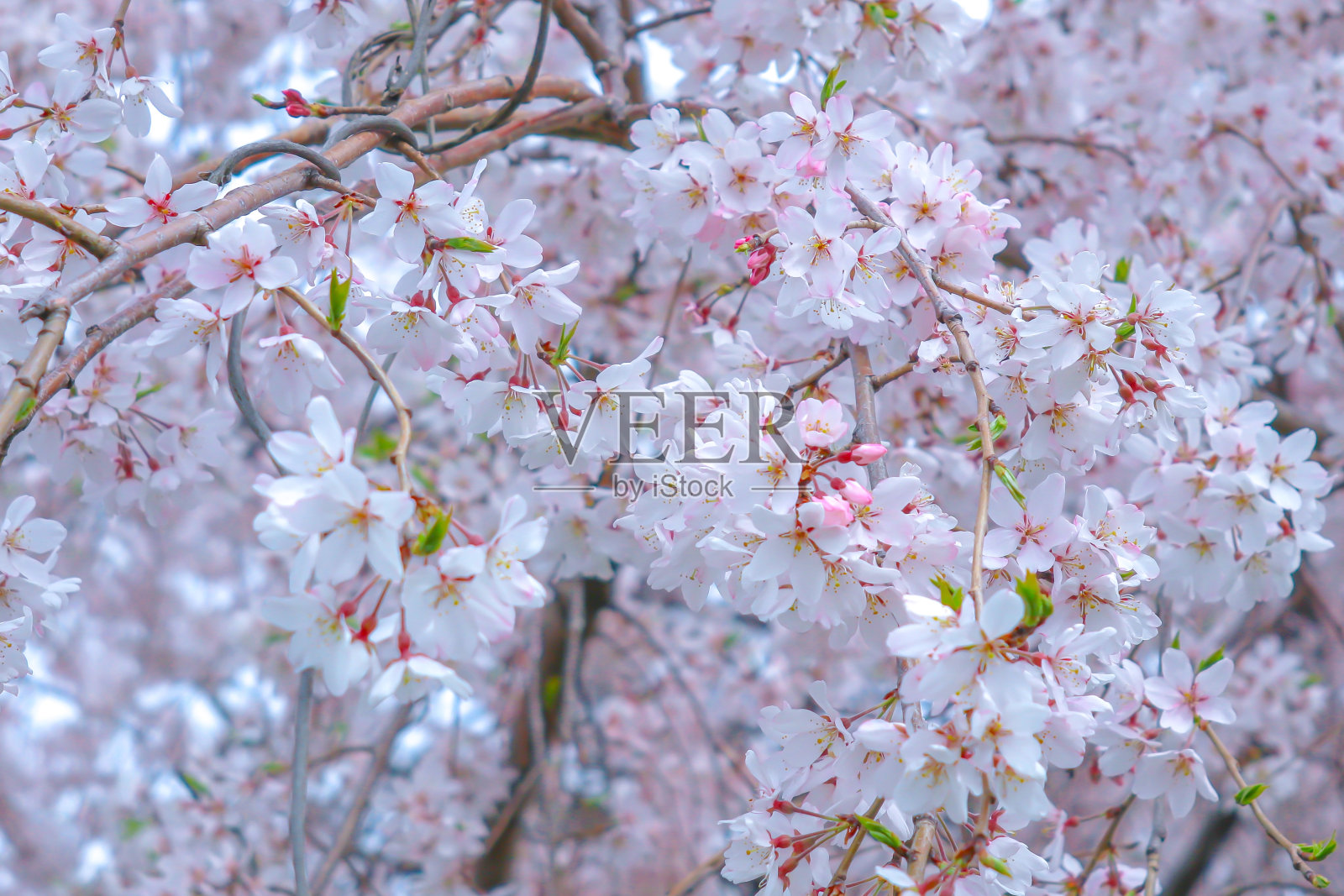 白色樱花拍摄照片摄影图片