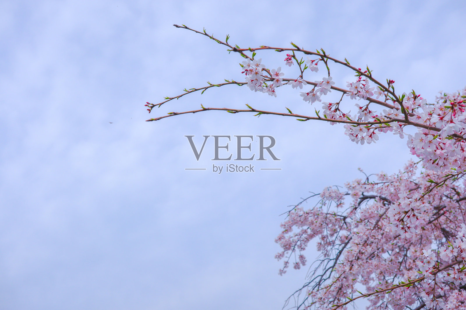 粉红色的樱花或樱花与蓝色的天空背景照片摄影图片